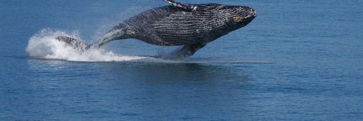 Japan Takes International Stage to 'Harpoon' Efforts to Save Whales