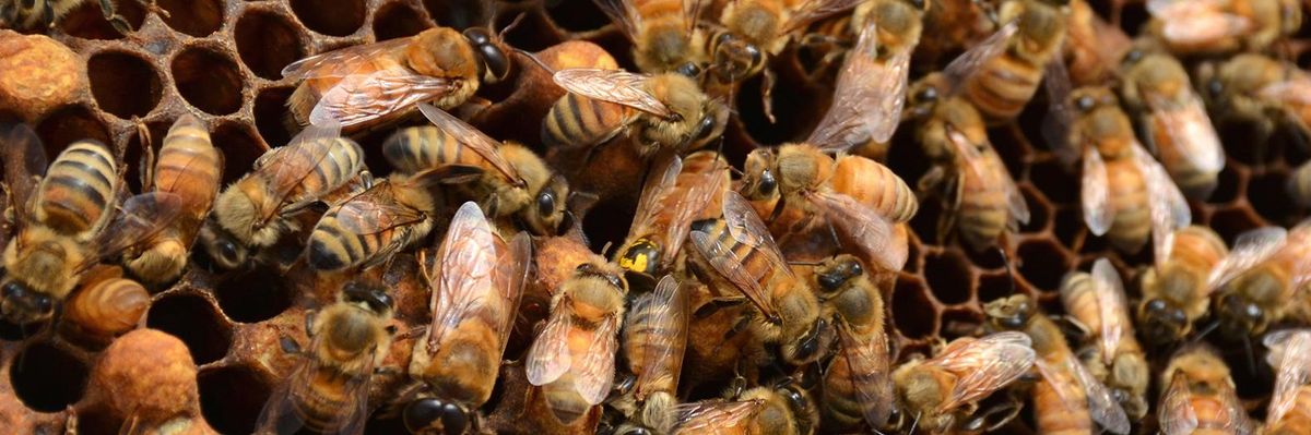 Demanding Ban on Deadly Pesticides, Advocates Drop Millions of Dead Bees on EPA Doorstep
