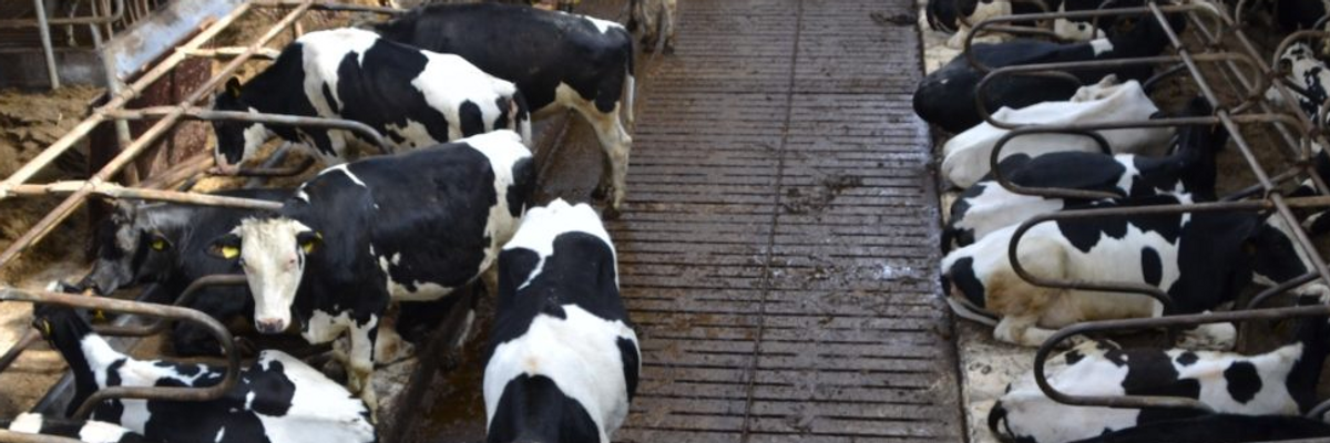 Rather Than Cull Millions of Livestock, Let's End Animal Agriculture