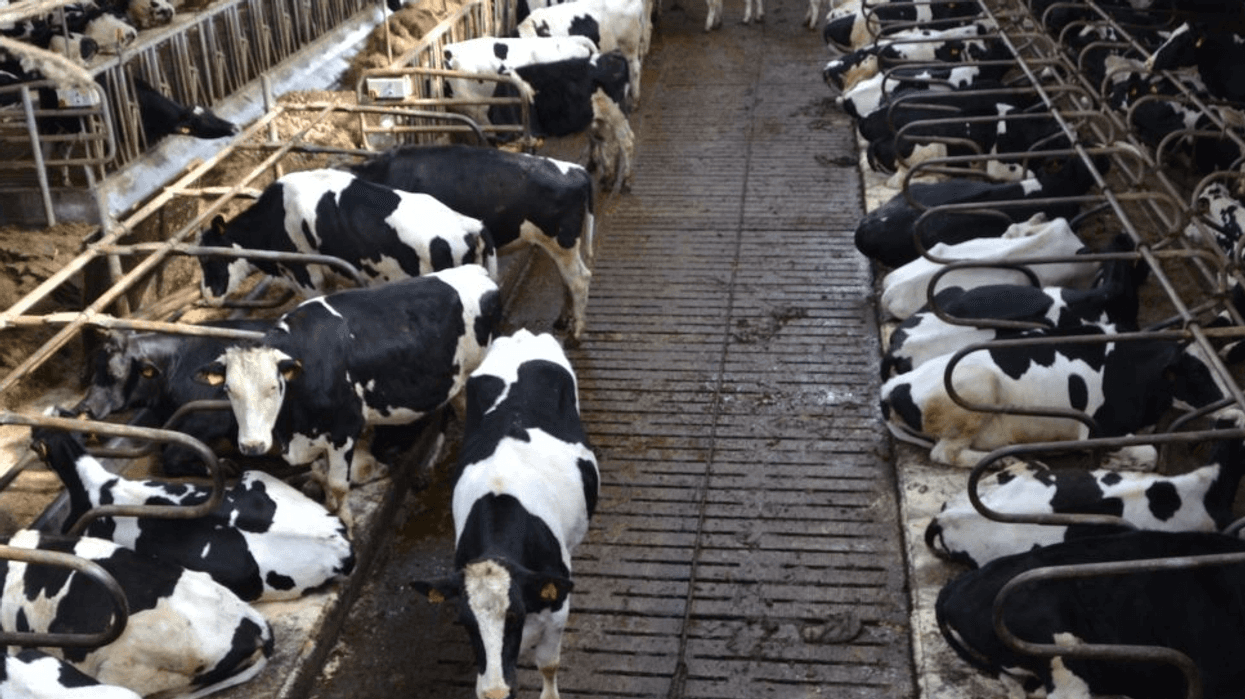 Rather Than Cull Millions of Livestock, Let's End Animal Agriculture