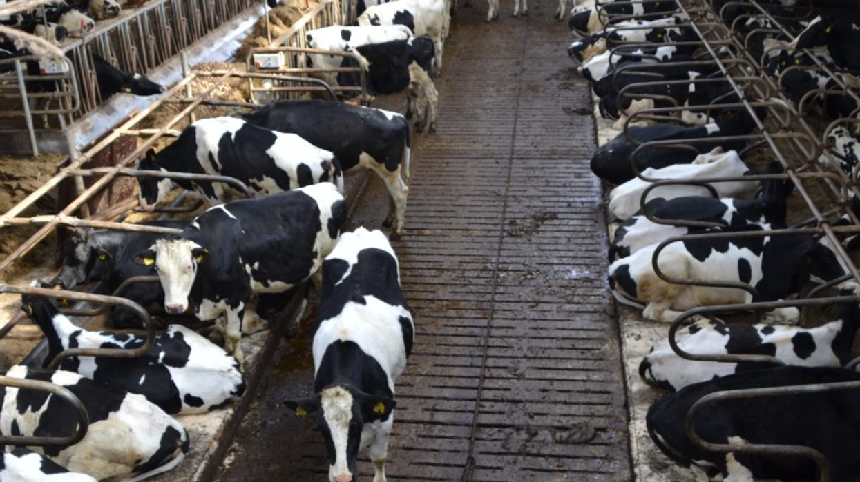 Rather Than Cull Millions of Livestock, Let's End Animal Agriculture