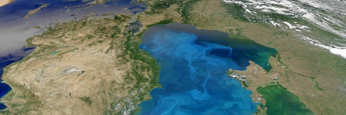 Acid Seas Threaten Creatures That Supply Half the World's Oxygen