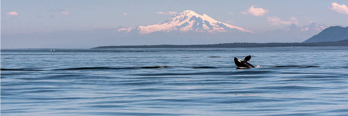 Could Rights of Nature Laws Help Save Endangered Orcas?