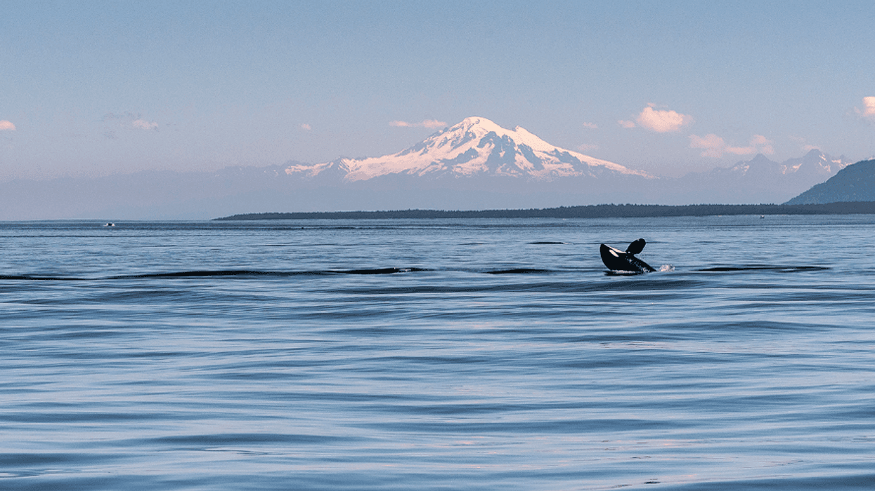 Could Rights of Nature Laws Help Save Endangered Orcas?