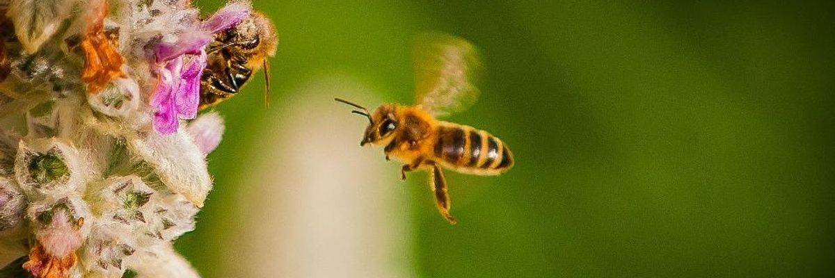 Dying Wildlife on a Warming Planet