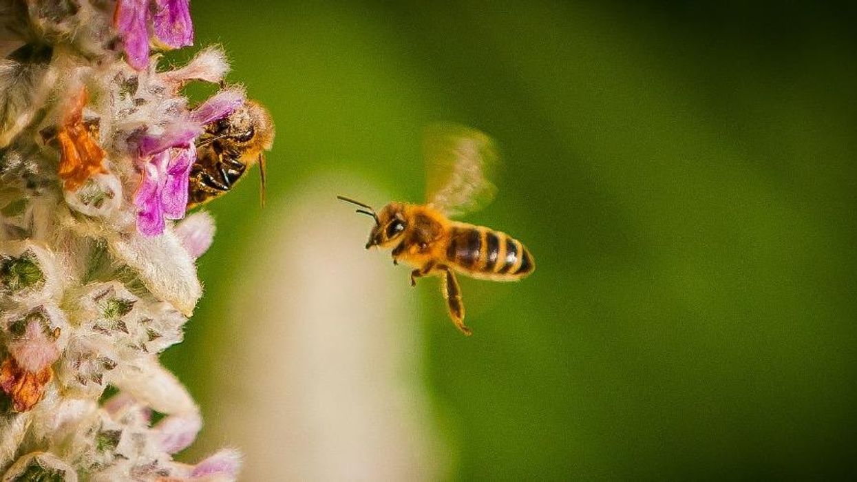 Dying Wildlife on a Warming Planet