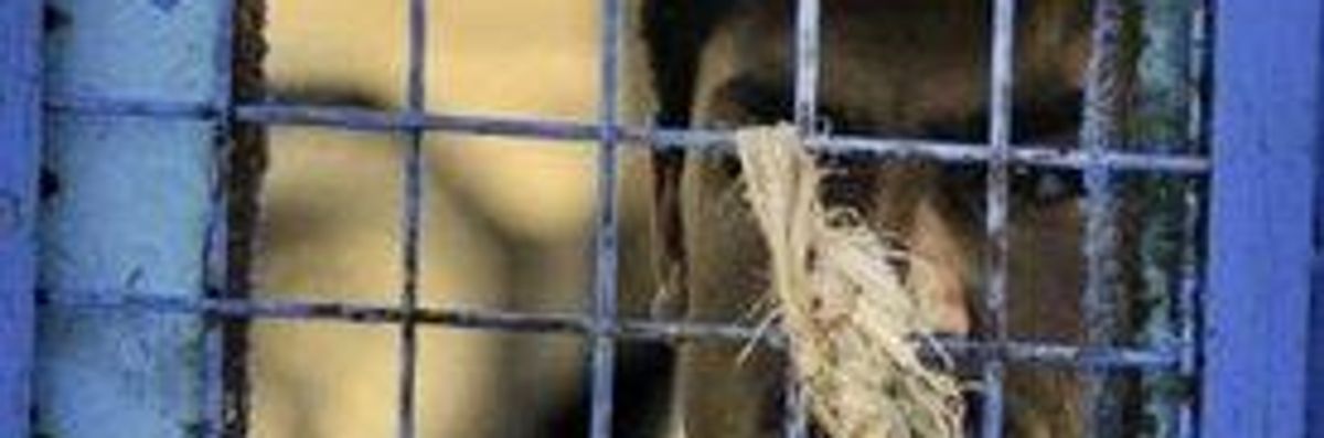 UN Report Finds Torture, Disappearances in Afghan Jails