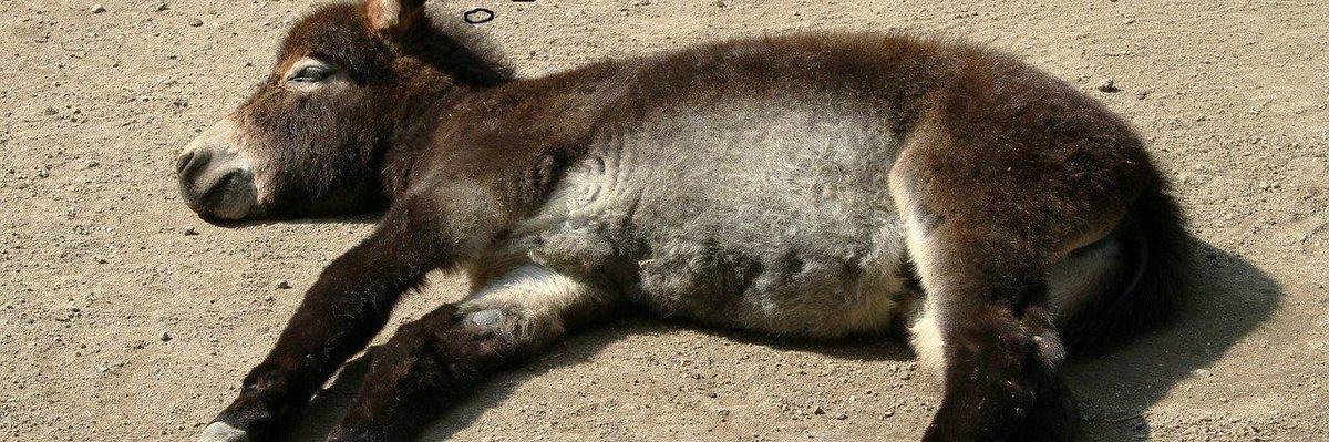 Why the Democrats Won't Wake Up