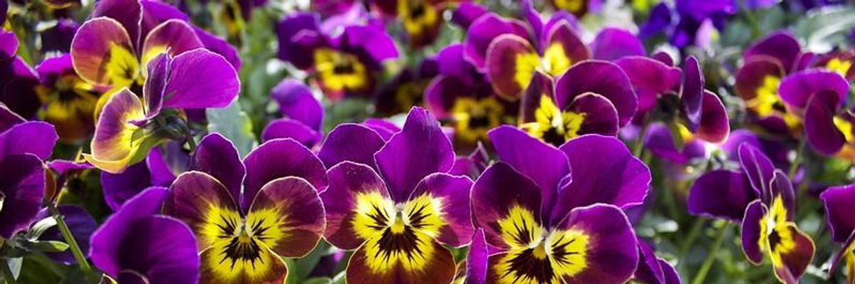 Now Is the Time to Practice Beauty