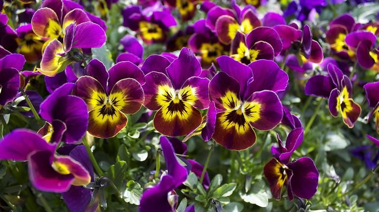 Now Is the Time to Practice Beauty