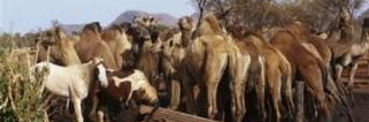 Australian Camel Cull Plan Angers Animal Welfare Groups