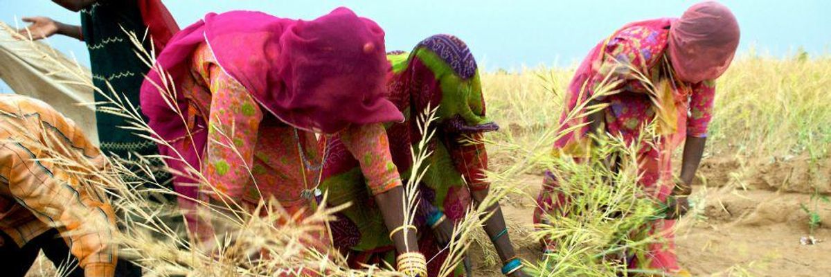 Indian farmers harvesting mustard seed