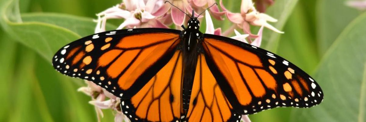 'Because Insects Are Key to Our Own Survival,' 73 Scientists Unveil Global Roadmap to Battle Bugpocalypse