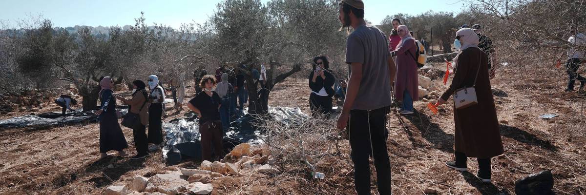 Israeli settler attacks on Palestinian farmers harvesting olives in the West Bank
