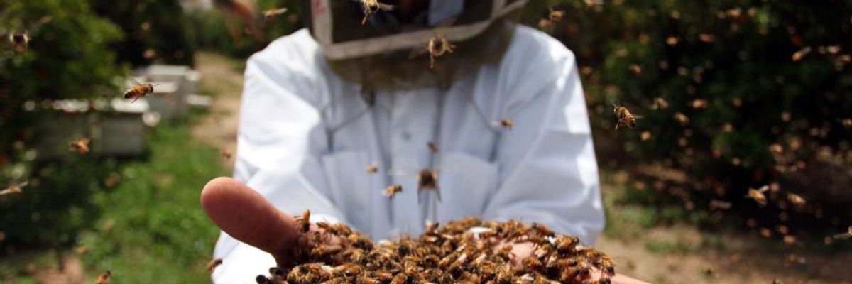 US Beekeepers File Suit Against Trump EPA Charging 'Illegal' Approval of Insecticide Linked to Mass Die-Off