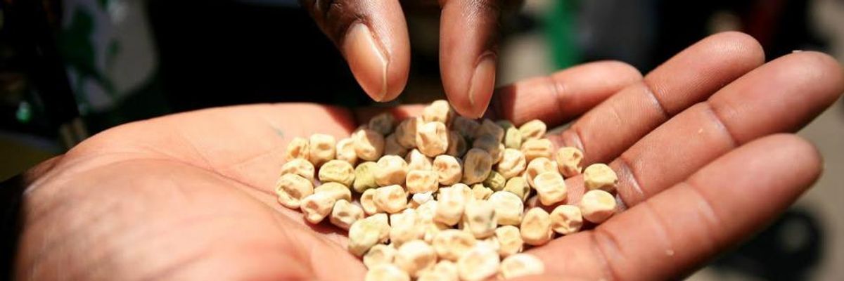 Manipulate and Mislead: How GMOs Are Infiltrating Africa
