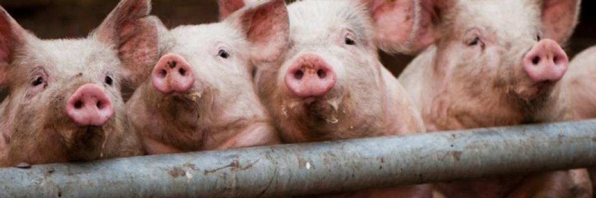 What Climate Change and the Coronavirus Have in Common