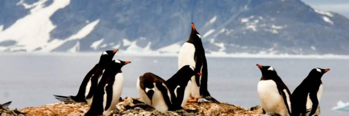 The Strategic Case for Animal Liberation