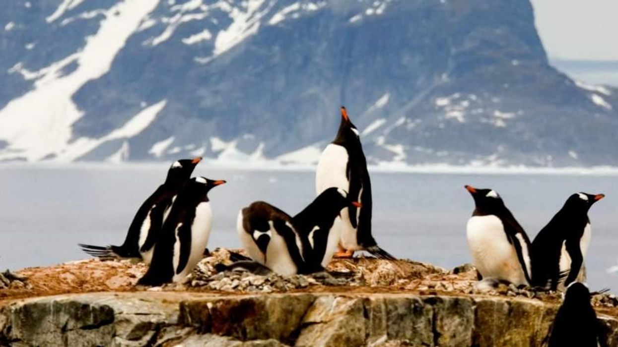 The Strategic Case for Animal Liberation
