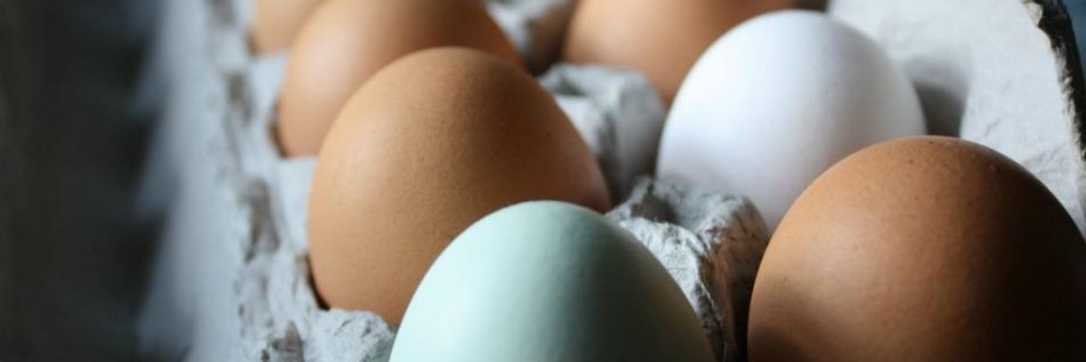 More Than A Few Bad Eggs: Industrial Farms Exploiting 'Organic' Label for Profit