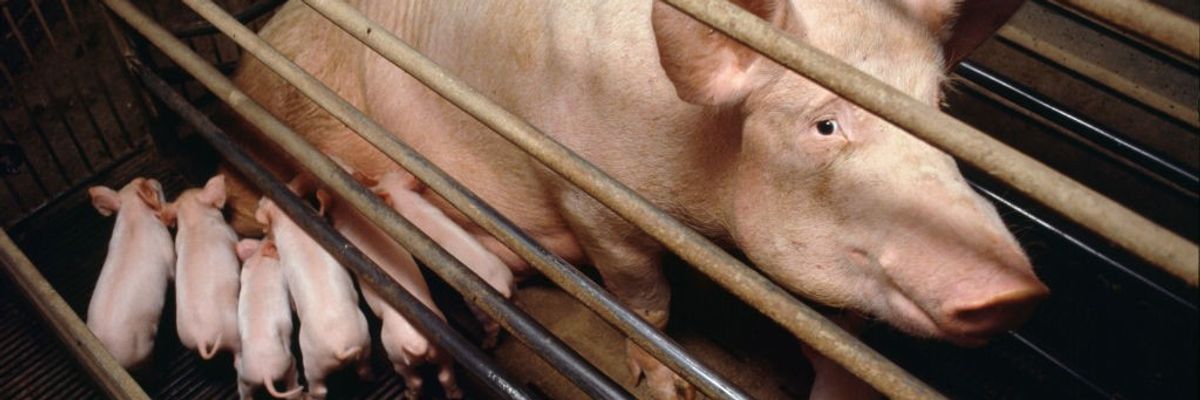 Italy, Po Delta, Saluzzo, Vicinity Cuneo, Battery Pig Farms,