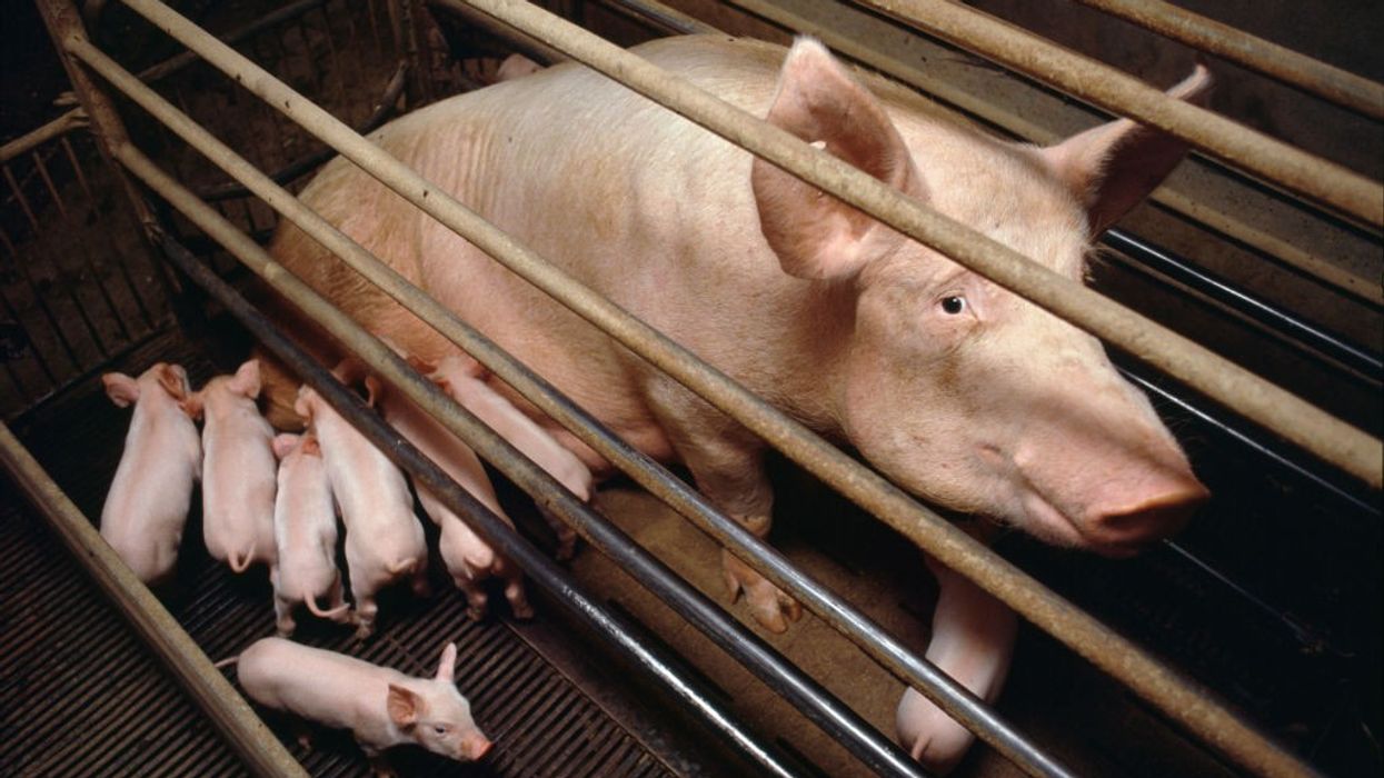 Italy, Po Delta, Saluzzo, Vicinity Cuneo, Battery Pig Farms,