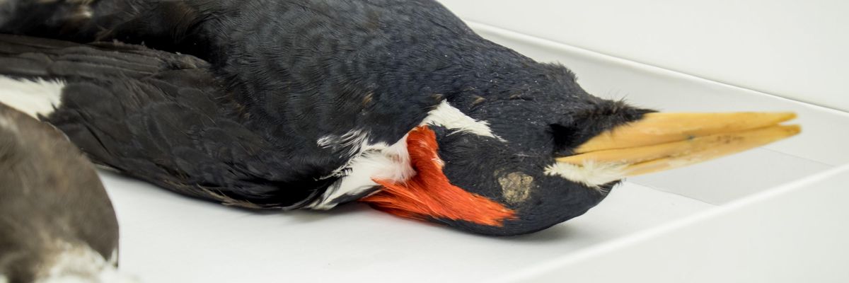 ivory-billed woodpecker specimen