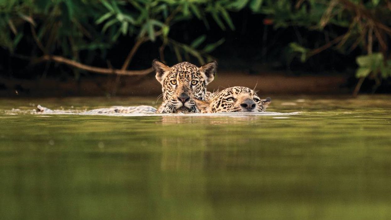 Jaguar mom and cub crossing stream.