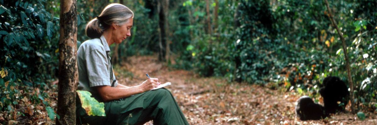 Jane Goodall studies the behavior of chimpanzees