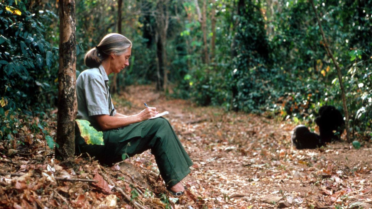 Jane Goodall studies the behavior of chimpanzees