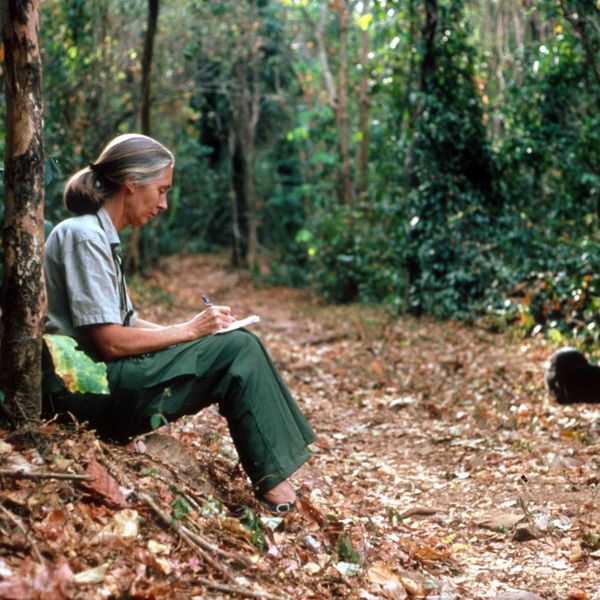 Jane Goodall studies the behavior of chimpanzees