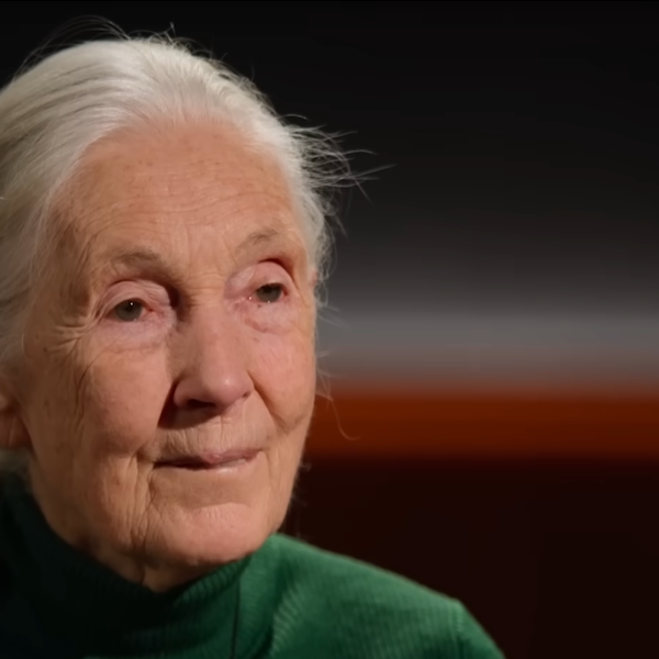 Jane Goodall