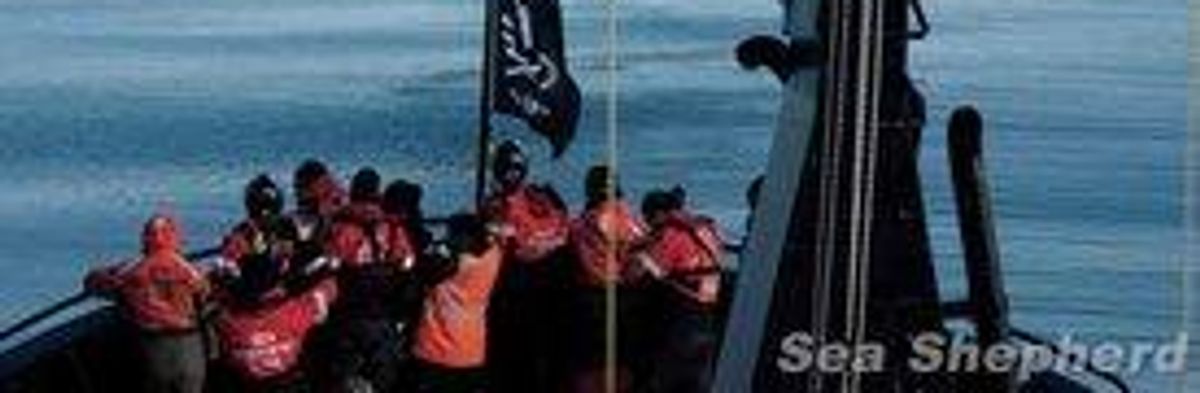 Sea Shepherd Continues High Seas Standoff After Whalers Attack