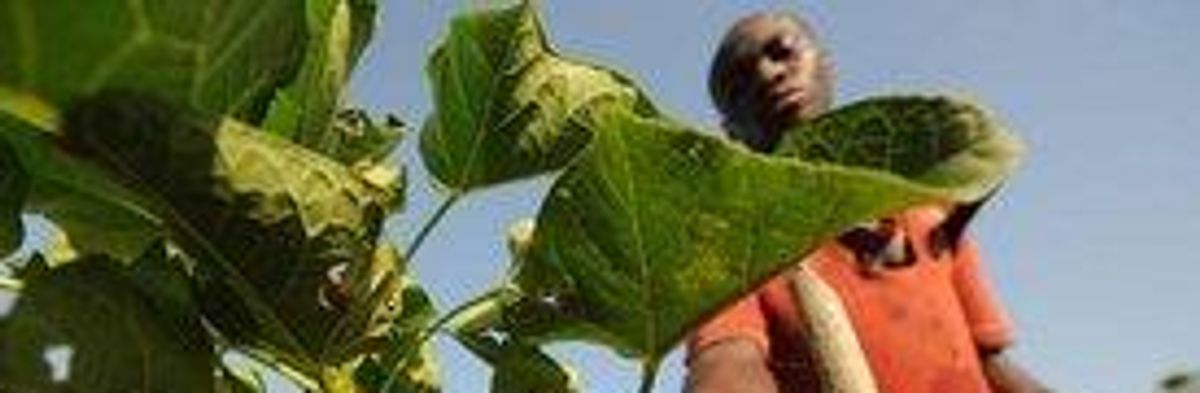 The Hunger Grains: Oxfam says Biofuels Push Is Fueling Food Crisis