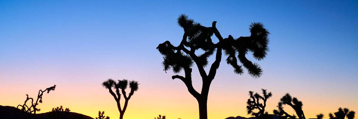 Joshua trees seen in Joshua Tree National Park