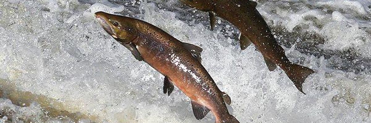 New Nationwide Push to Keep GE Salmon Out of Waters, Off of Shelves