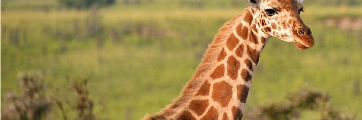 On Our Watch, Global Giraffe Population 'Pushed Toward Extinction'