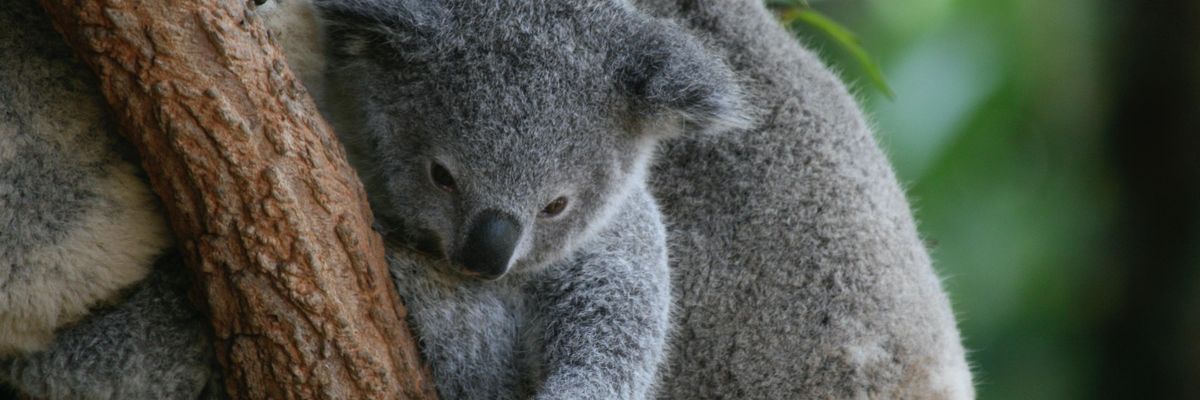 koala