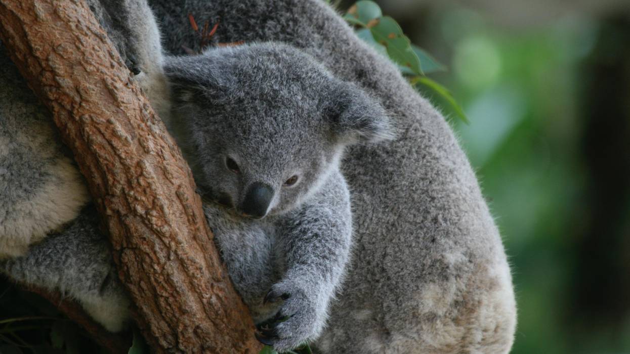 koala