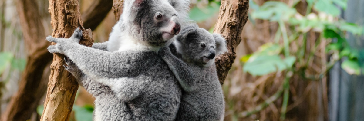 koalas