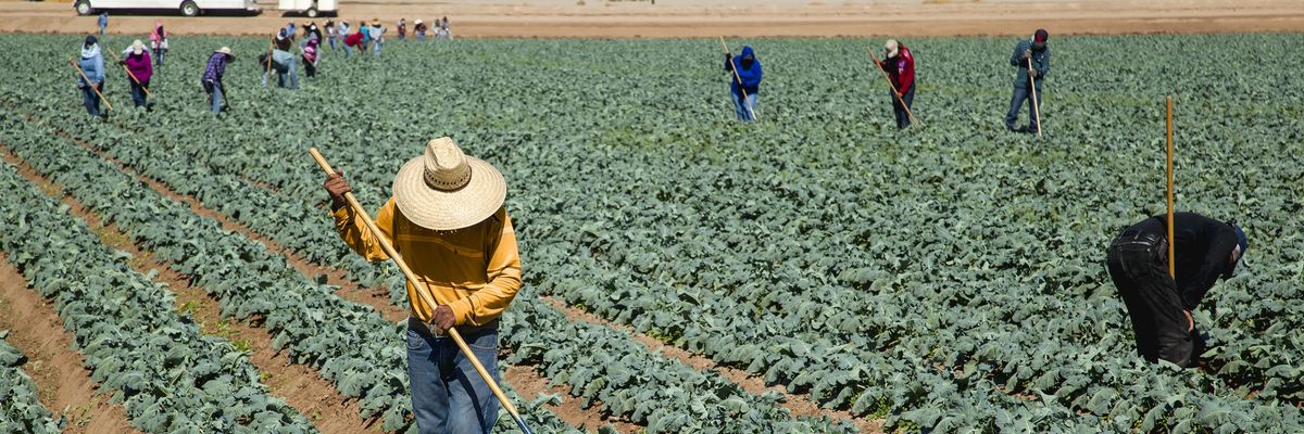 Laborers work in a field of broccoli plants in Dome Valley, Arizona