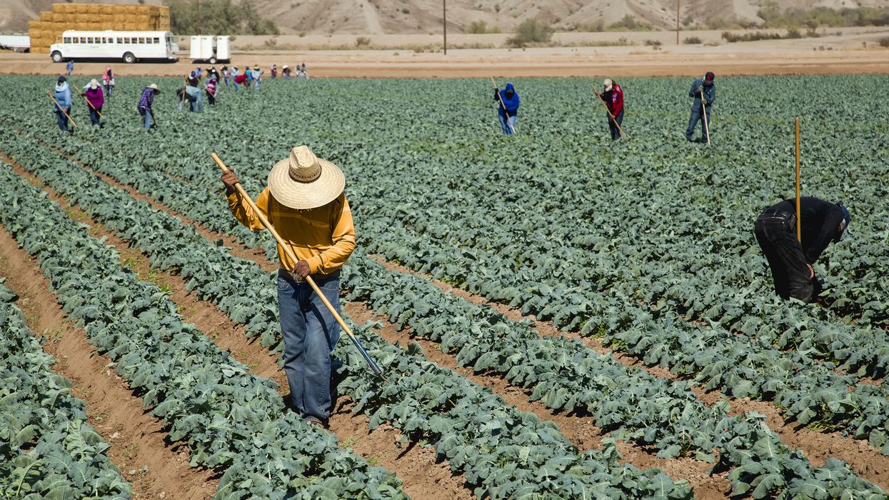 Laborers work in a field of broccoli plants in Dome Valley, Arizona