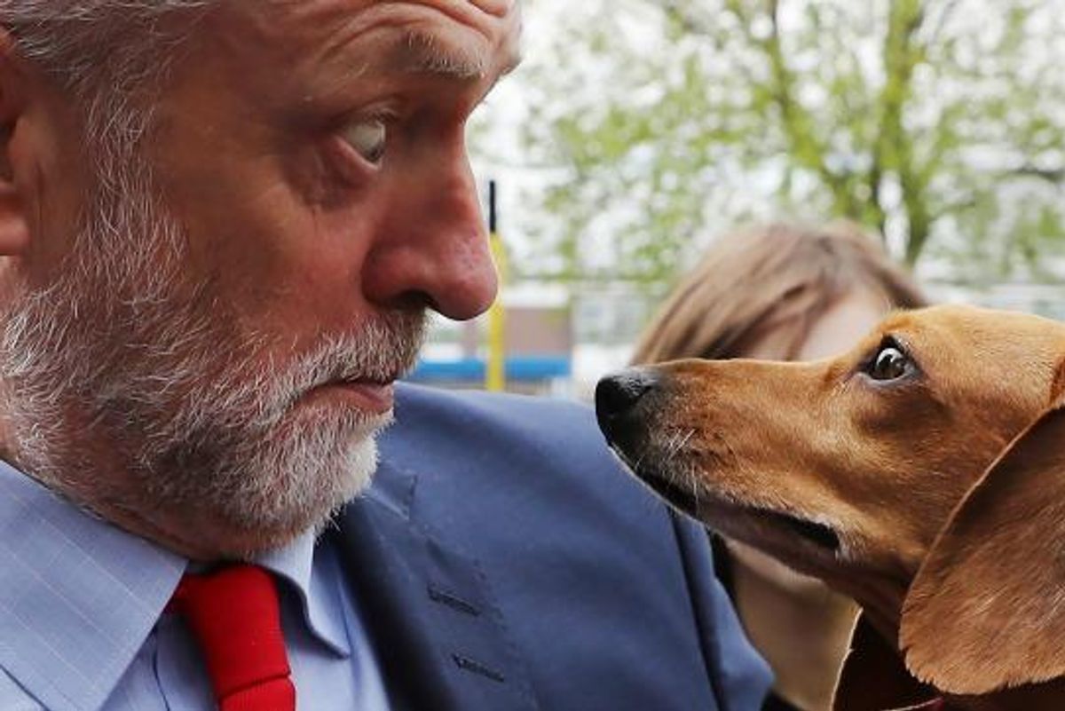 https://www.commondreams.org/media-library/labour-leader-jeremy-corbyn-is-startled-by-cody-the-dachshund-during-a-campaign-event-outside-the-james-paget-hospital-on-may-1.jpg?id=32153308&width=1200&height=800&quality=90&coordinates=0%2C0%2C150%2C0