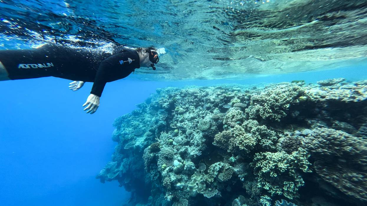 lan Wallish inspects a coral head along the Great Barrier Reef on August 10, 2022 on Hastings Reef, Australia.