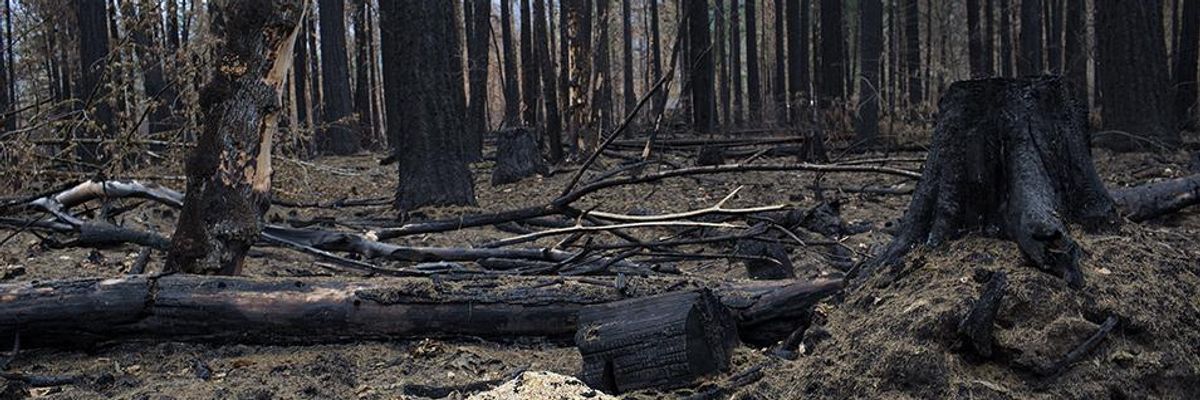 Burning Questions About the Future of Pacific Northwest Forests