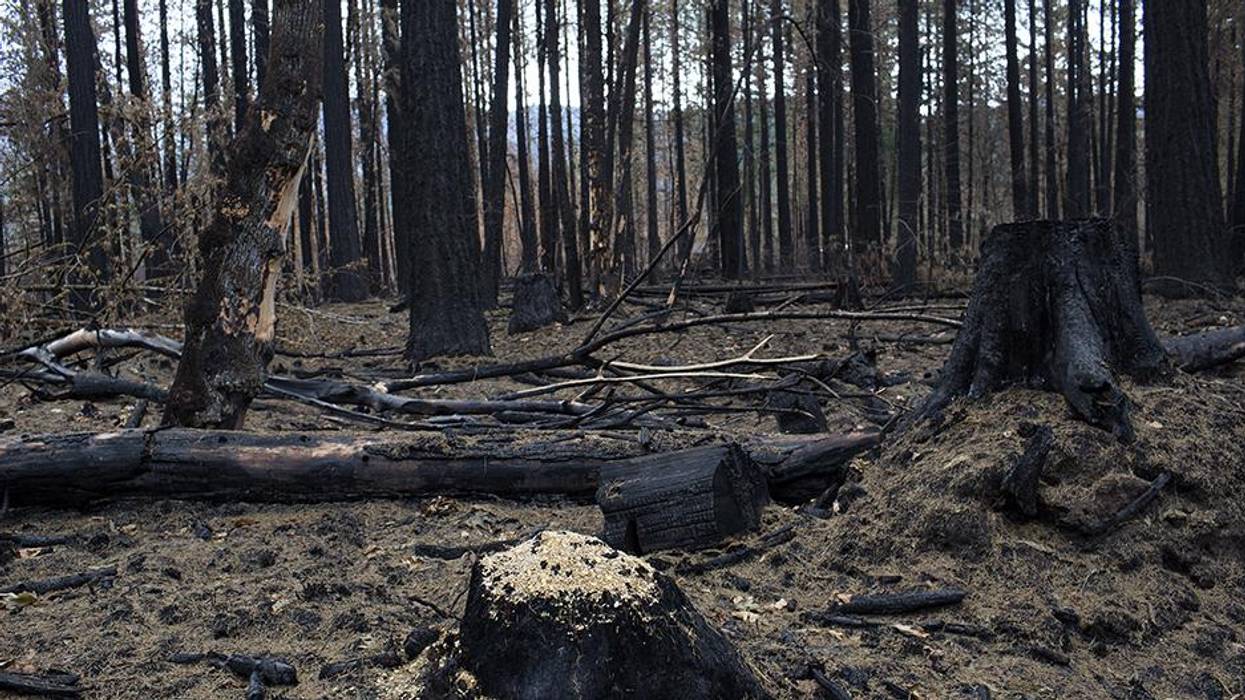 Burning Questions About the Future of Pacific Northwest Forests