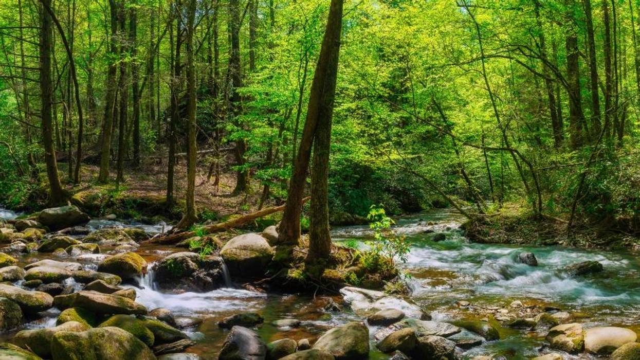 Speak the Name of Beauty