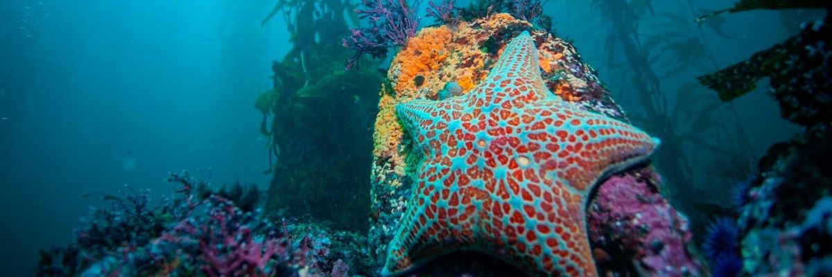Leather star in kelp forest.
