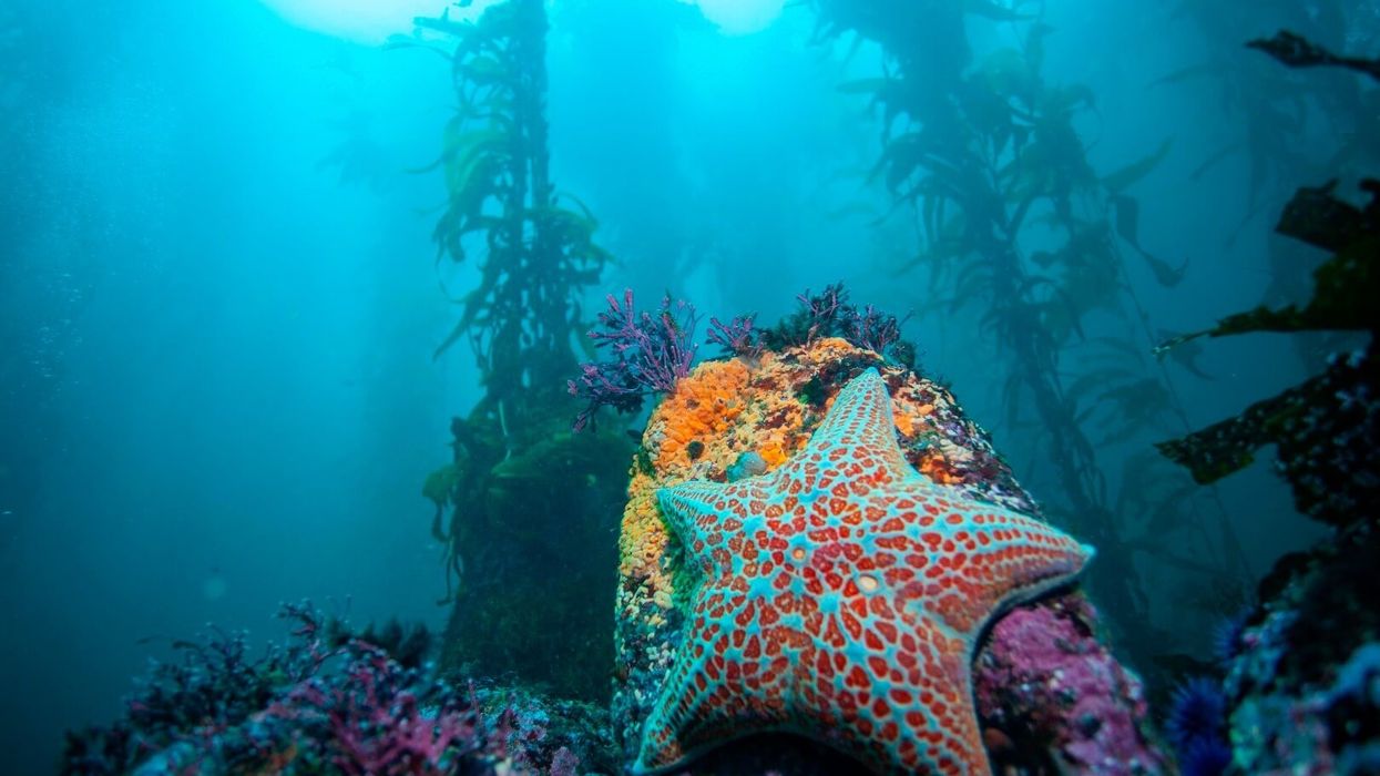 Leather star in kelp forest.