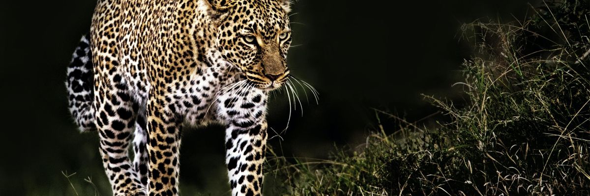 Leopard coming out of shadow